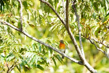 Mugimaki Flycatcher 稲佐山公園 Tue, 10/27/2020