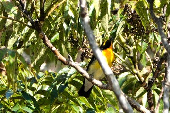 Narcissus Flycatcher 稲佐山公園 Mon, 10/26/2020