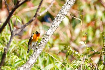 Mugimaki Flycatcher 稲佐山公園 Tue, 10/27/2020