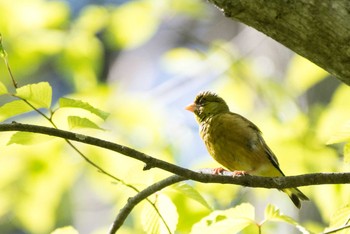 カワラヒワ 戸隠森林植物園(戸隠森林公園) 2016年5月22日(日)