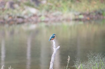 Common Kingfisher 愛知県森林公園 Sat, 10/24/2020