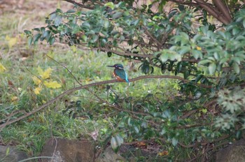 Common Kingfisher 愛知県森林公園 Sat, 10/24/2020