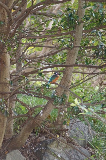 Common Kingfisher 愛知県森林公園 Sat, 10/24/2020