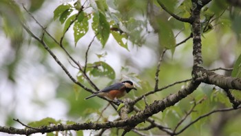 Varied Tit 高萩市 Sun, 8/9/2020