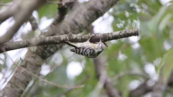 Japanese Pygmy Woodpecker 高萩市 Sun, 8/9/2020