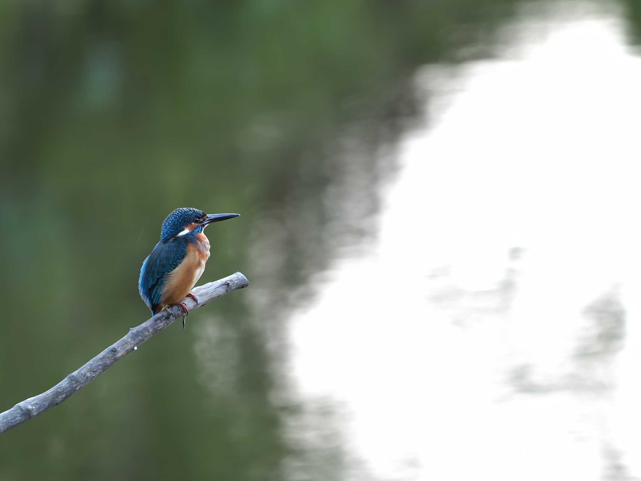 カワセミ