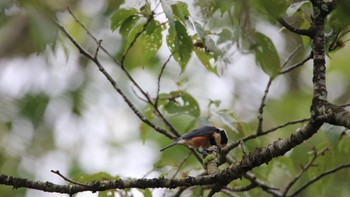 Varied Tit 高萩市 Sun, 8/9/2020