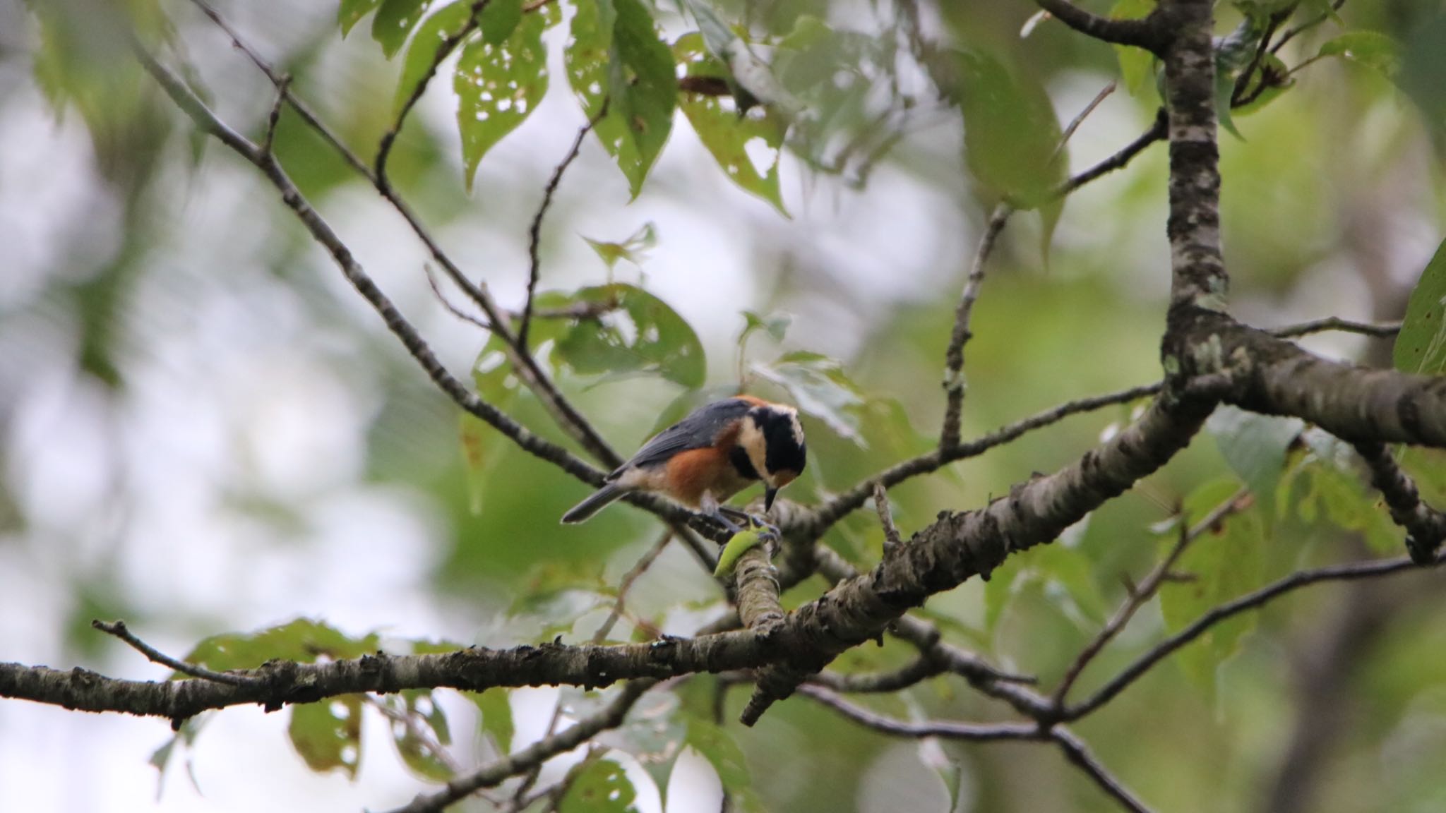 Photo of Varied Tit at 高萩市 by くる?EWI&FS✈️