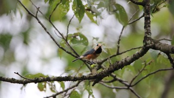 Varied Tit 高萩市 Sun, 8/9/2020