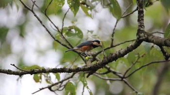 Varied Tit 高萩市 Sun, 8/9/2020