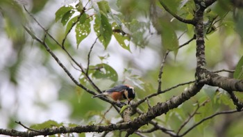 Varied Tit 高萩市 Sun, 8/9/2020