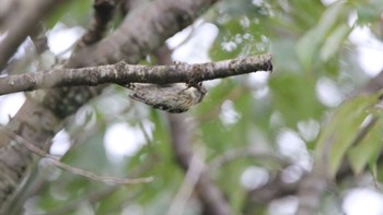 Japanese Pygmy Woodpecker 高萩市 Sun, 8/9/2020