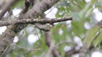 Japanese Pygmy Woodpecker 高萩市 Sun, 8/9/2020