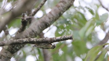 Japanese Pygmy Woodpecker 高萩市 Sun, 8/9/2020