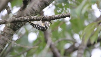 Japanese Pygmy Woodpecker 高萩市 Sun, 8/9/2020