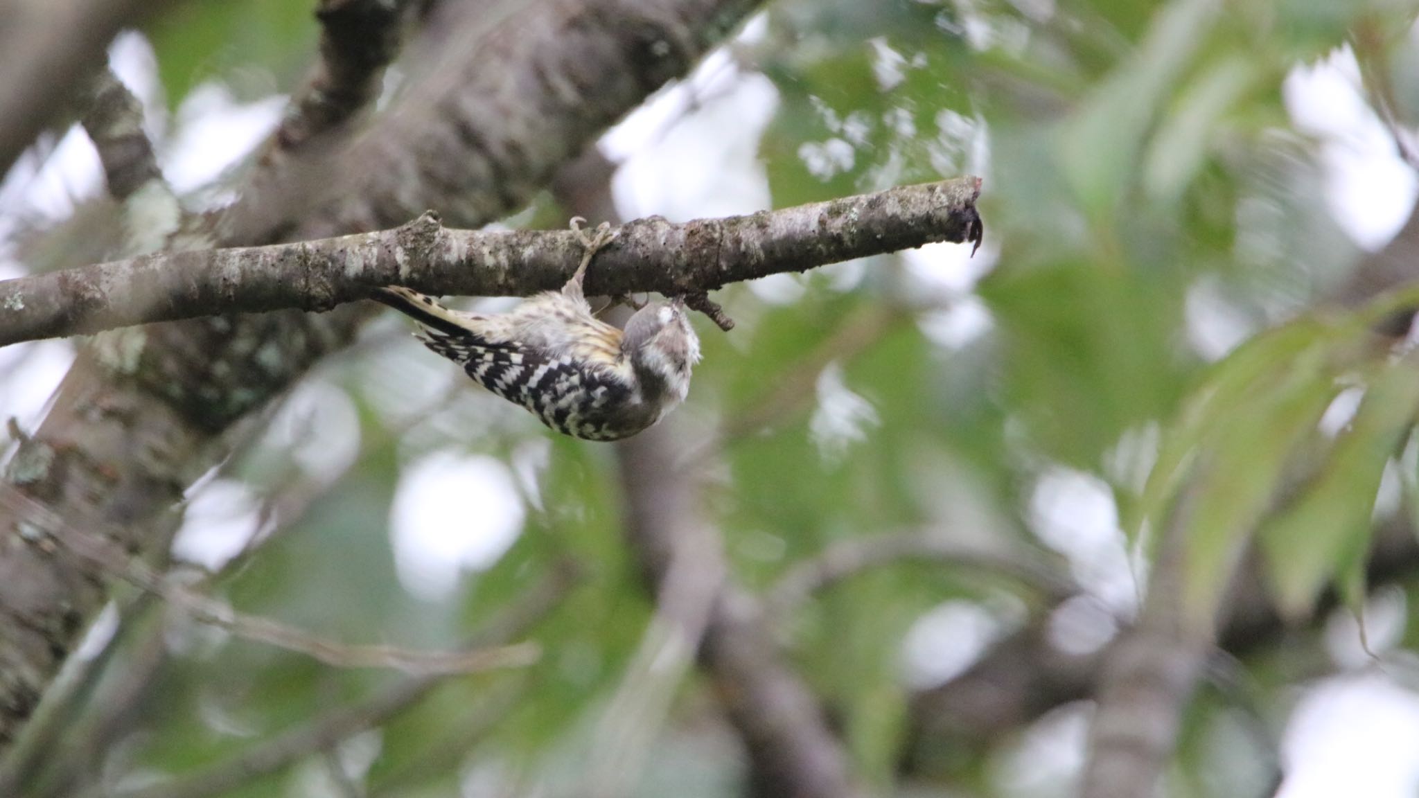 Photo of Japanese Pygmy Woodpecker at 高萩市 by くる?EWI&FS✈️