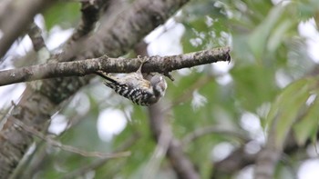 Japanese Pygmy Woodpecker 高萩市 Sun, 8/9/2020