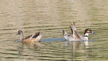 ヨシガモ 東京港野鳥公園 2020年10月24日(土)