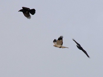 Hen Harrier Nabeta Reclaimed land Wed, 1/13/2016