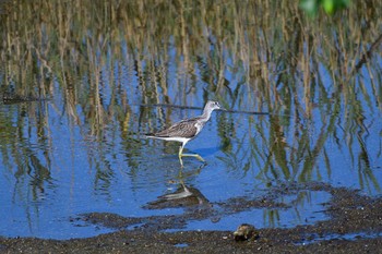 2020年9月12日(土) 大阪府の野鳥観察記録