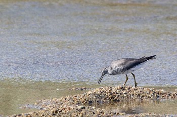 Grey-tailed Tattler 鈴鹿川派川河口 Wed, 8/24/2016