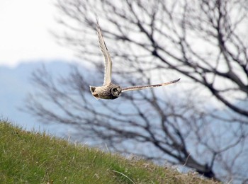 Short-eared Owl 水無瀬 Thu, 1/28/2016