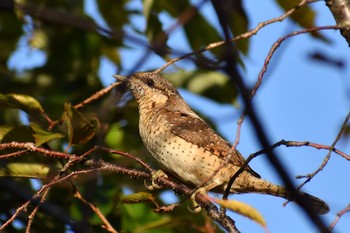 Eurasian Wryneck Unknown Spots Tue, 10/27/2020