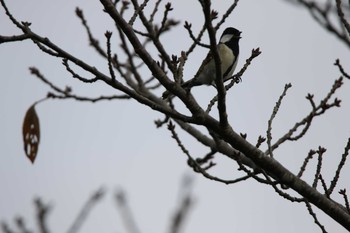 Japanese Tit 日立市 Sun, 10/25/2020