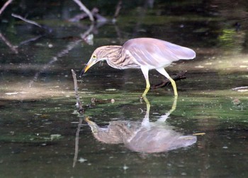 Chinese Pond Heron 橿原神宮深田池 Fri, 8/7/2015