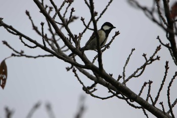 2020年10月25日(日) 日立市の野鳥観察記録