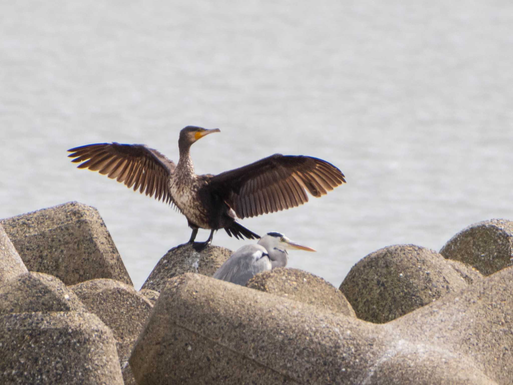 葛西臨海公園 カワウの写真 by ryokawameister