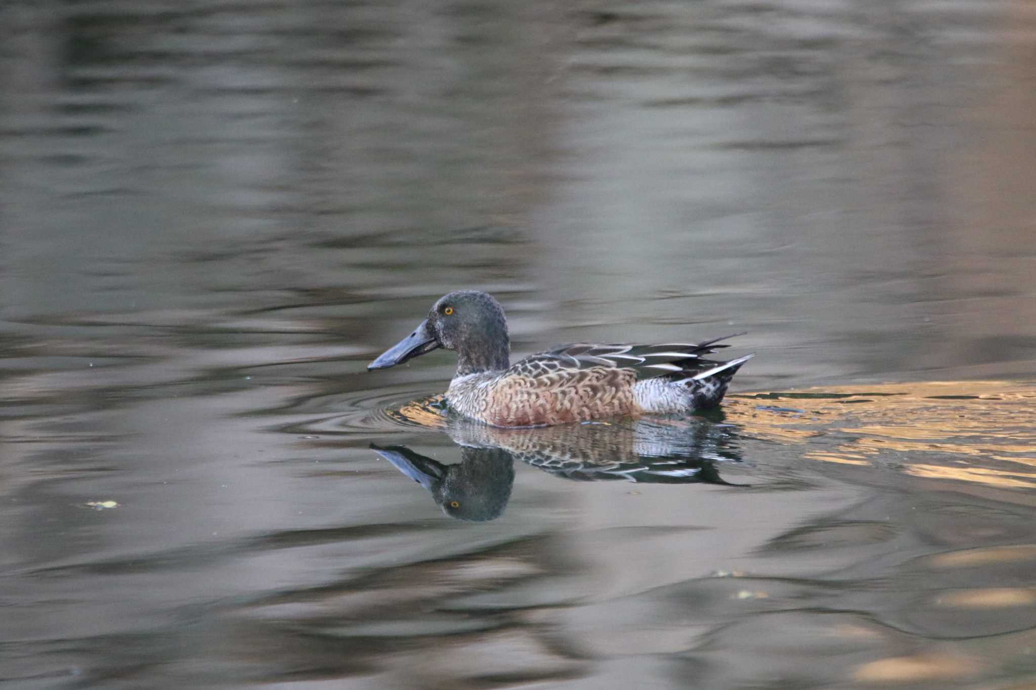 Northern Shoveler