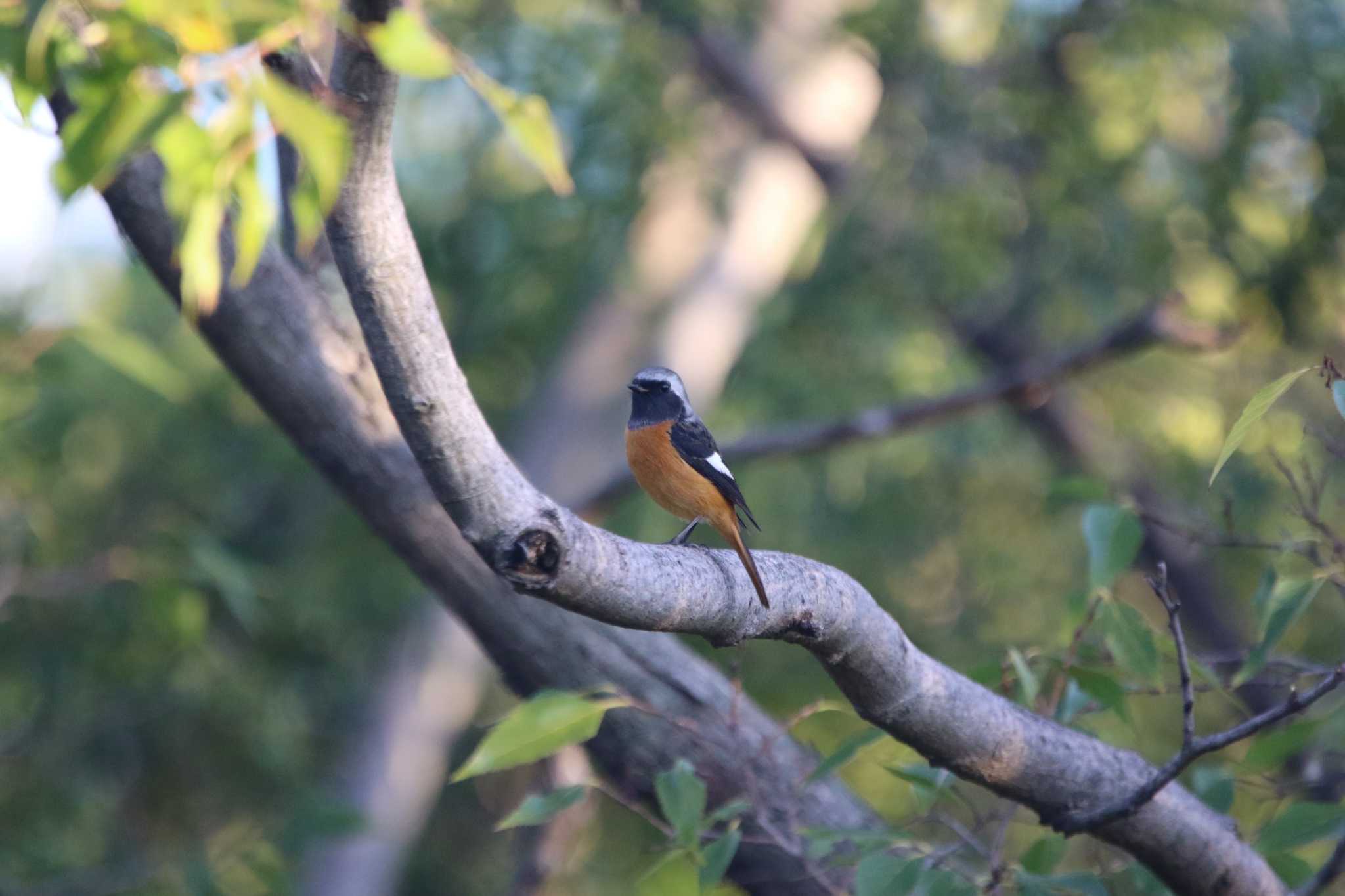 Daurian Redstart