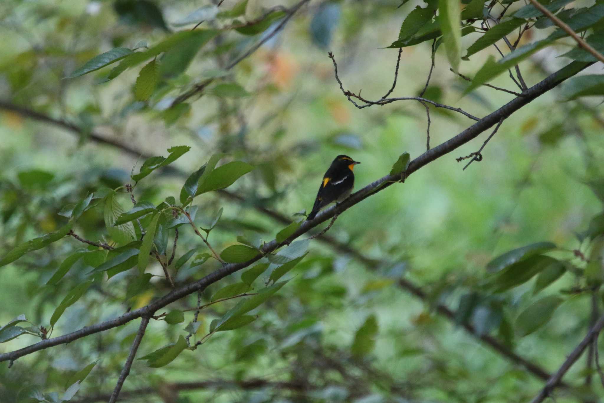 Narcissus Flycatcher