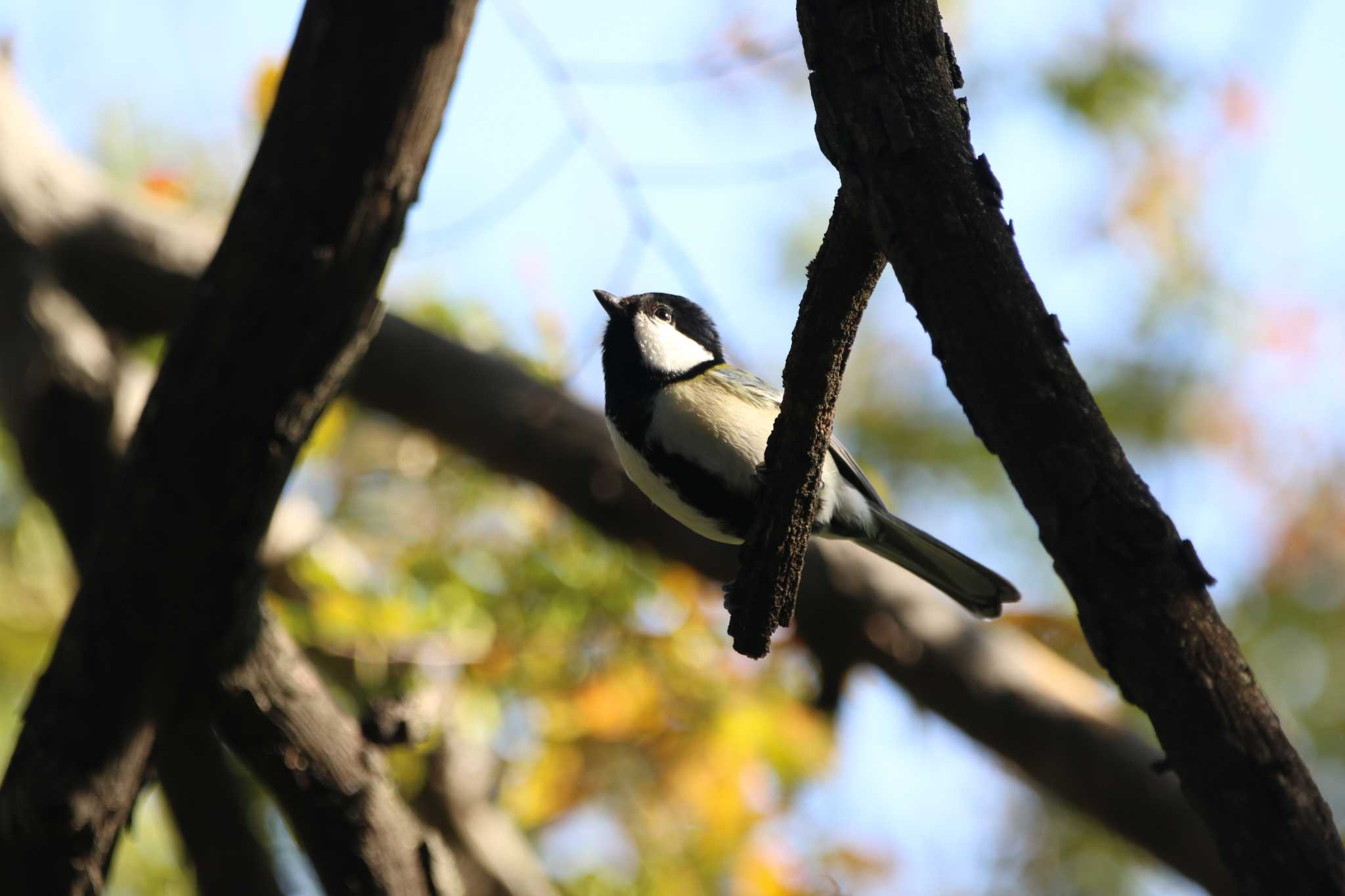 Japanese Tit