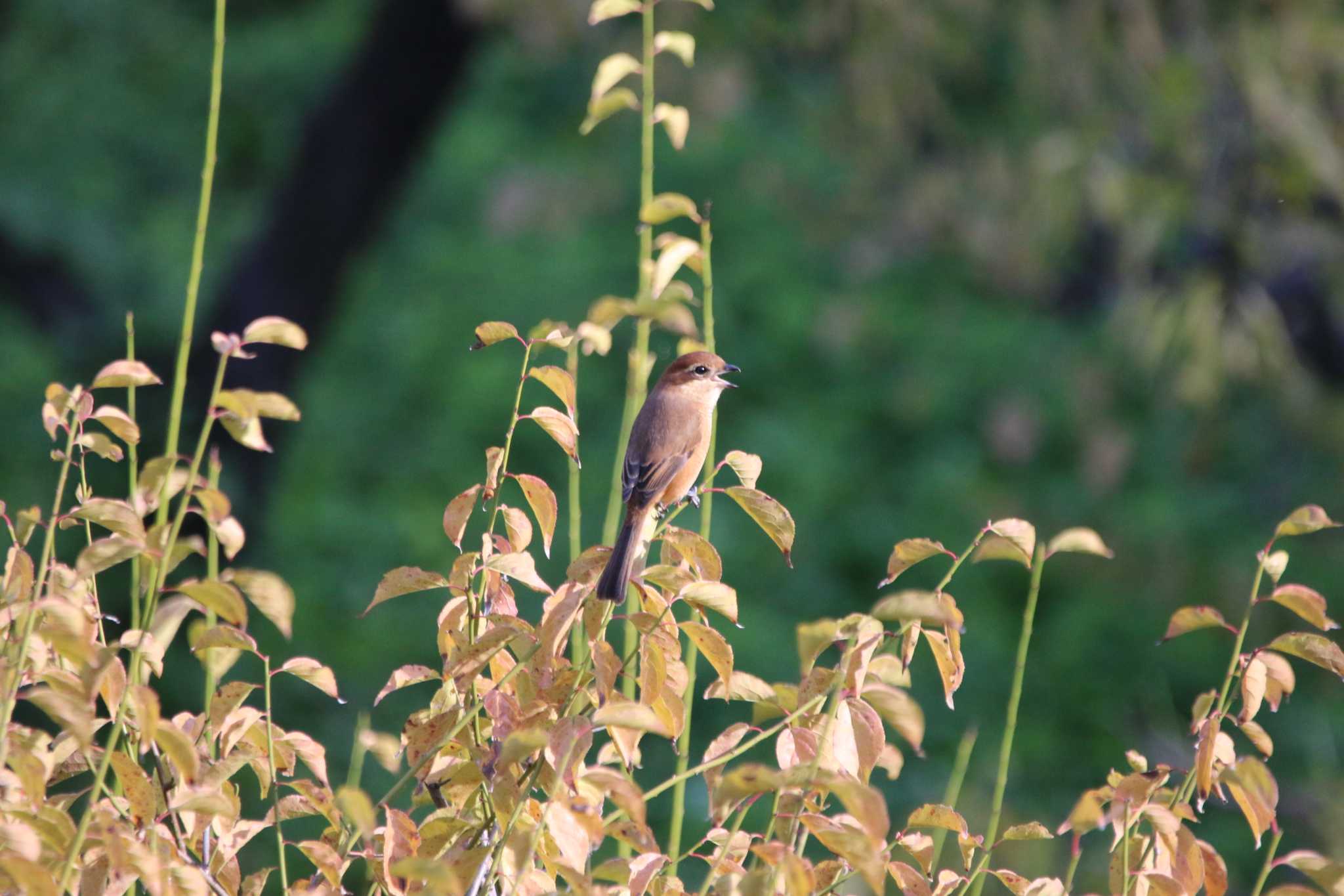 Bull-headed Shrike