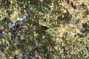 Mon, 10/26/2020 Birding report at Osaka castle park