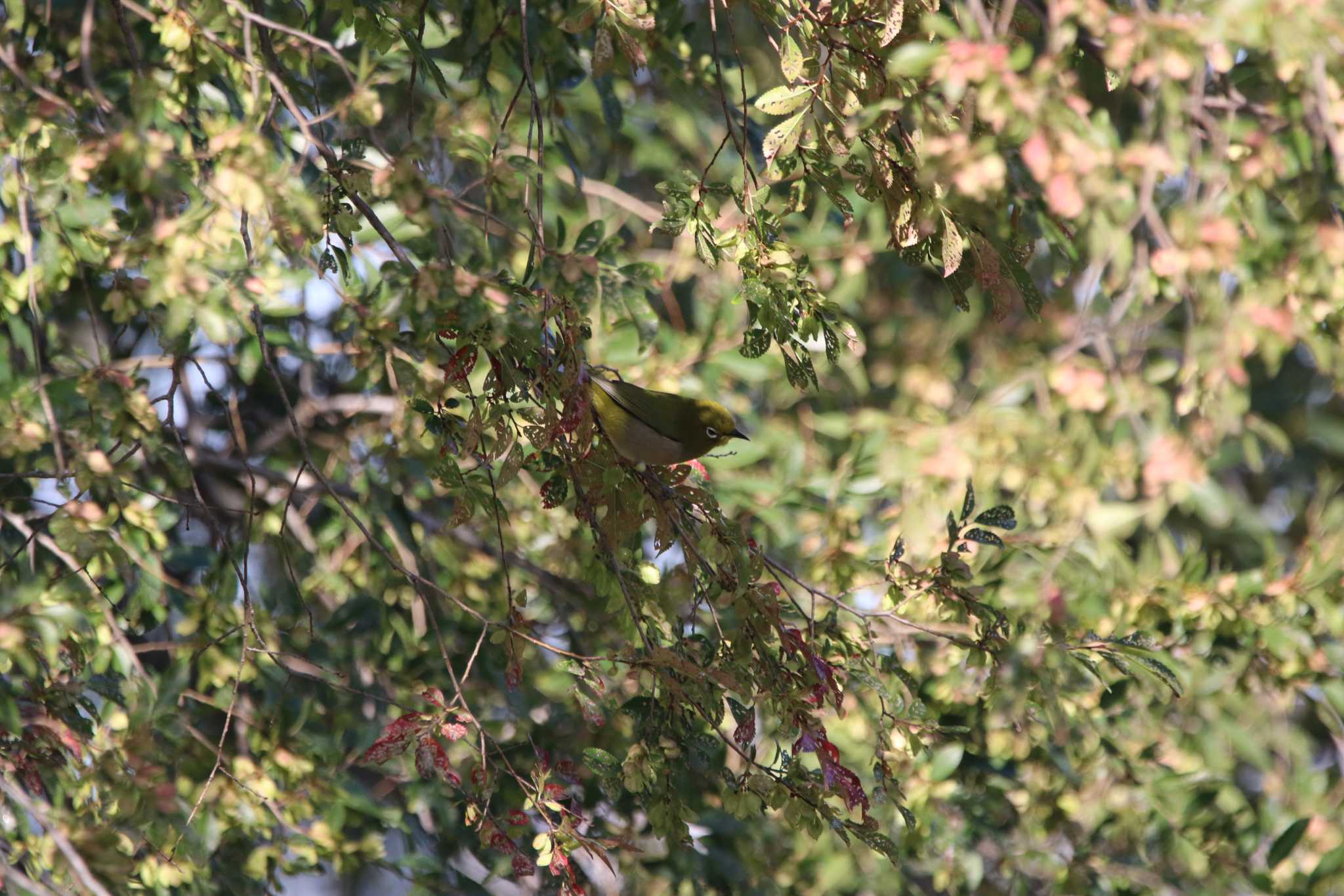 Warbling White-eye