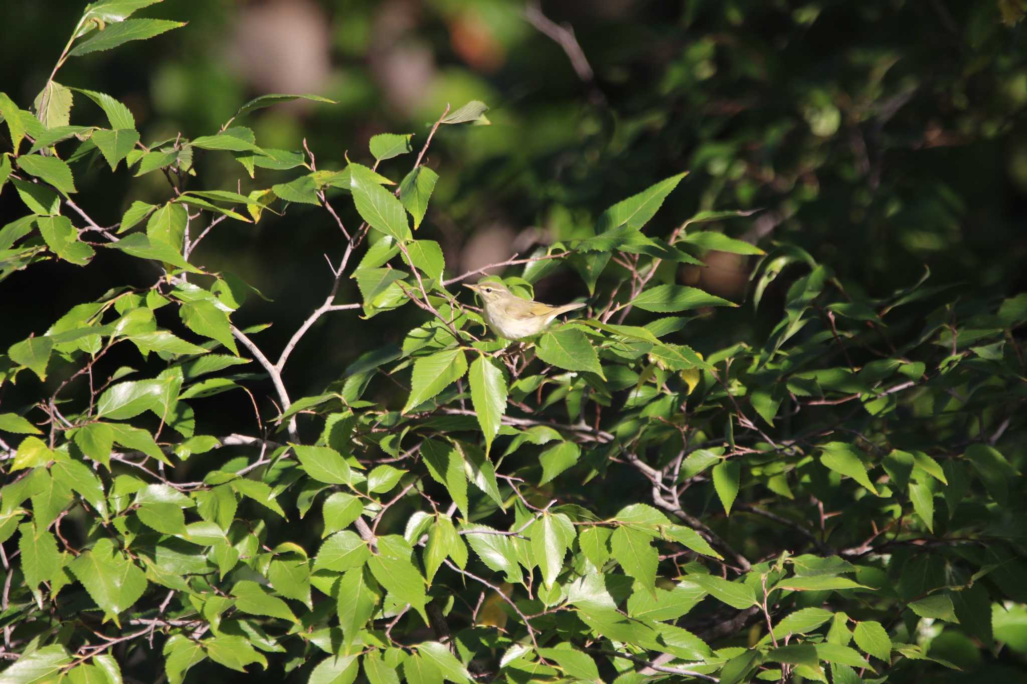 Japanese Leaf Warbler