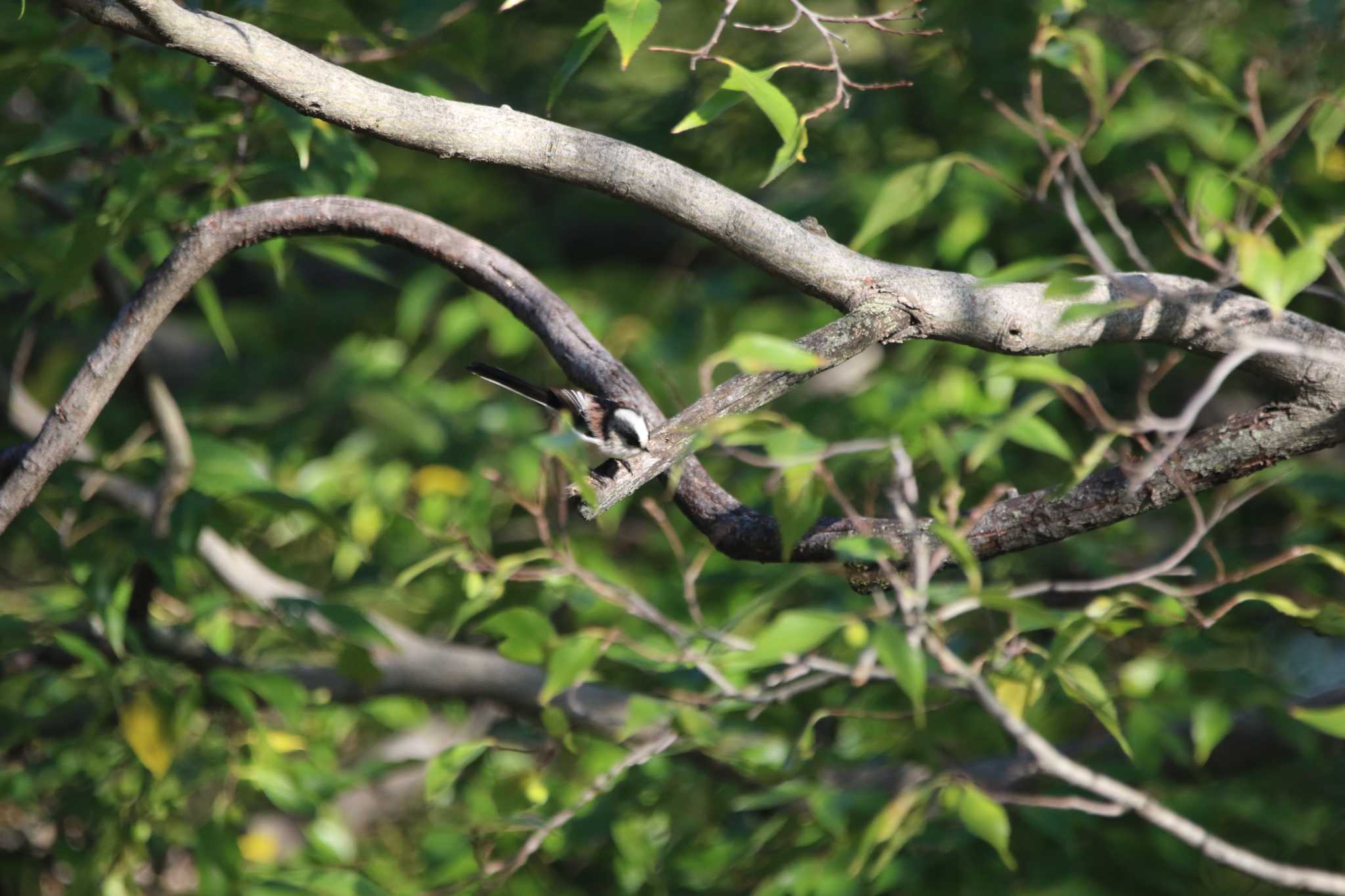 Long-tailed Tit