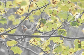 アトリ 福島県 2020年10月15日(木)