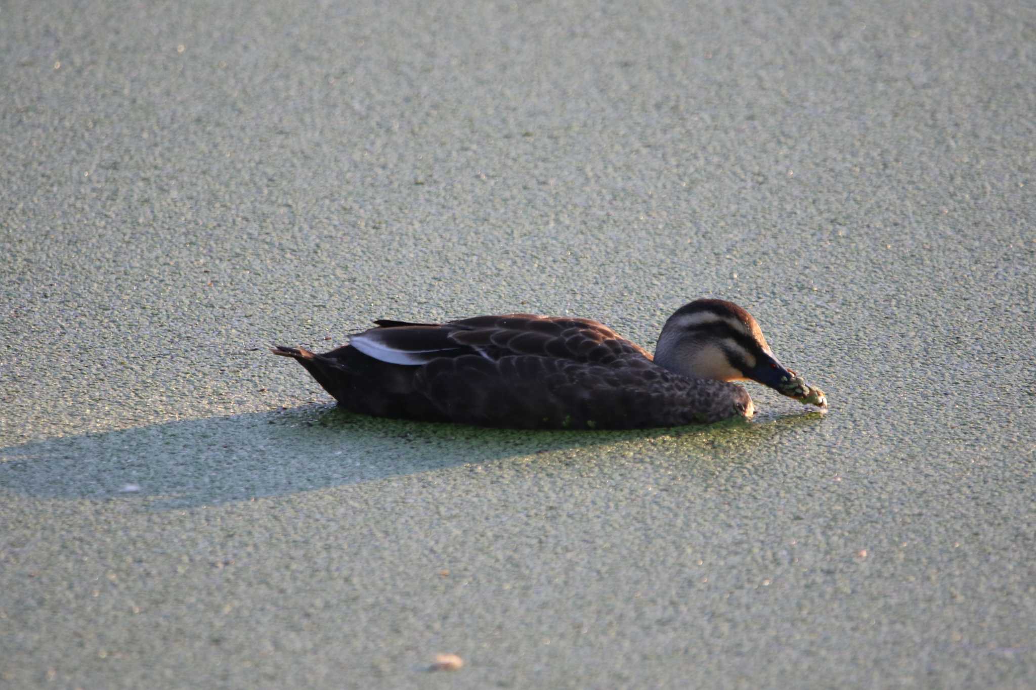 Eastern Spot-billed Duck