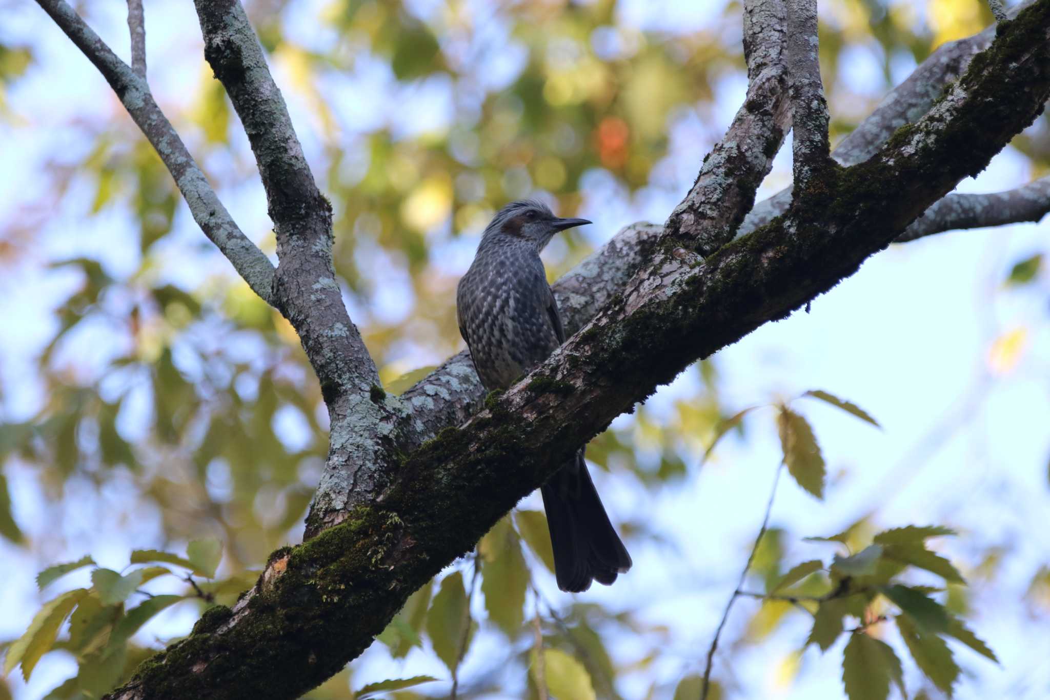 Brown-eared Bulbul