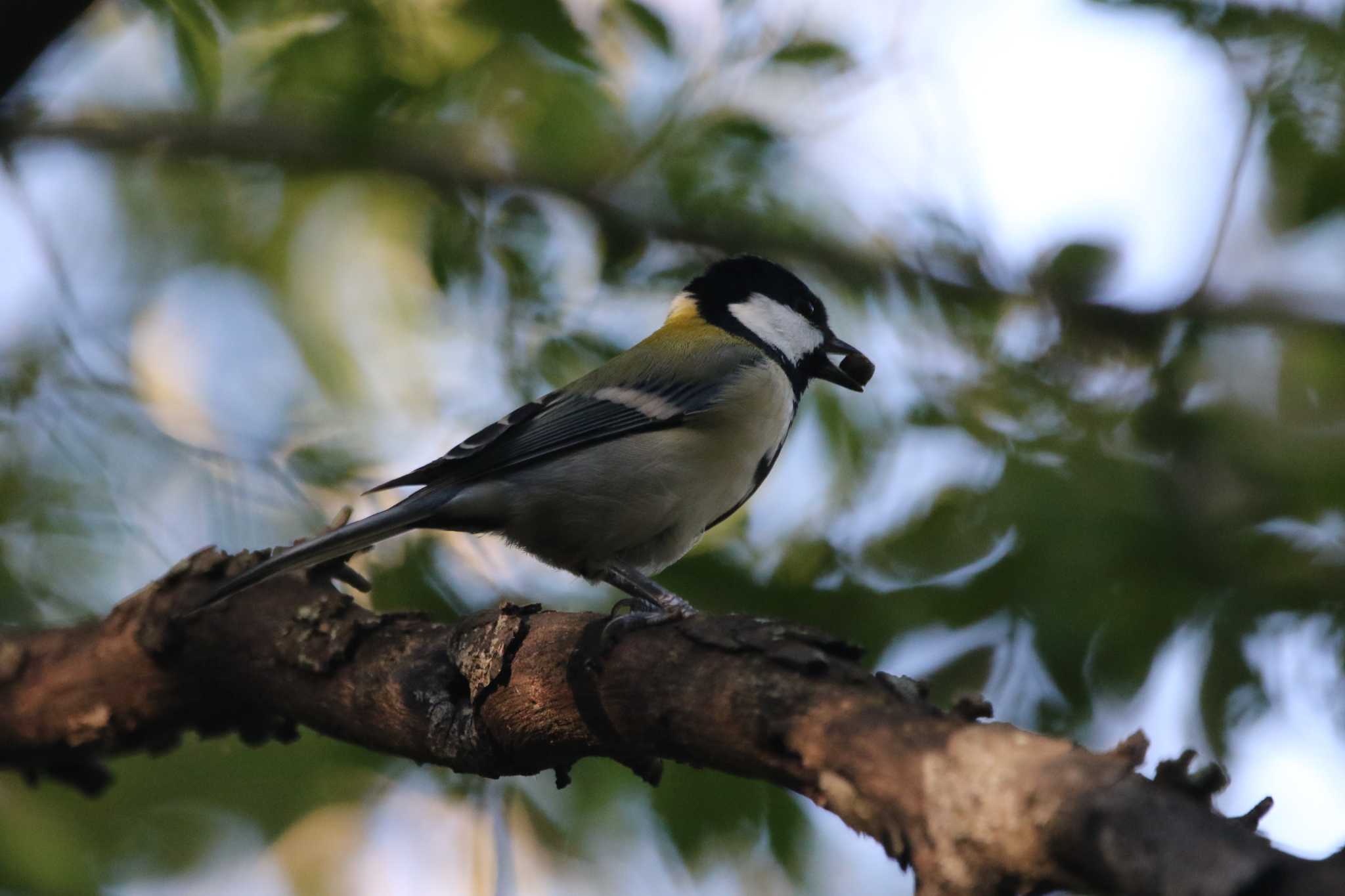 Japanese Tit