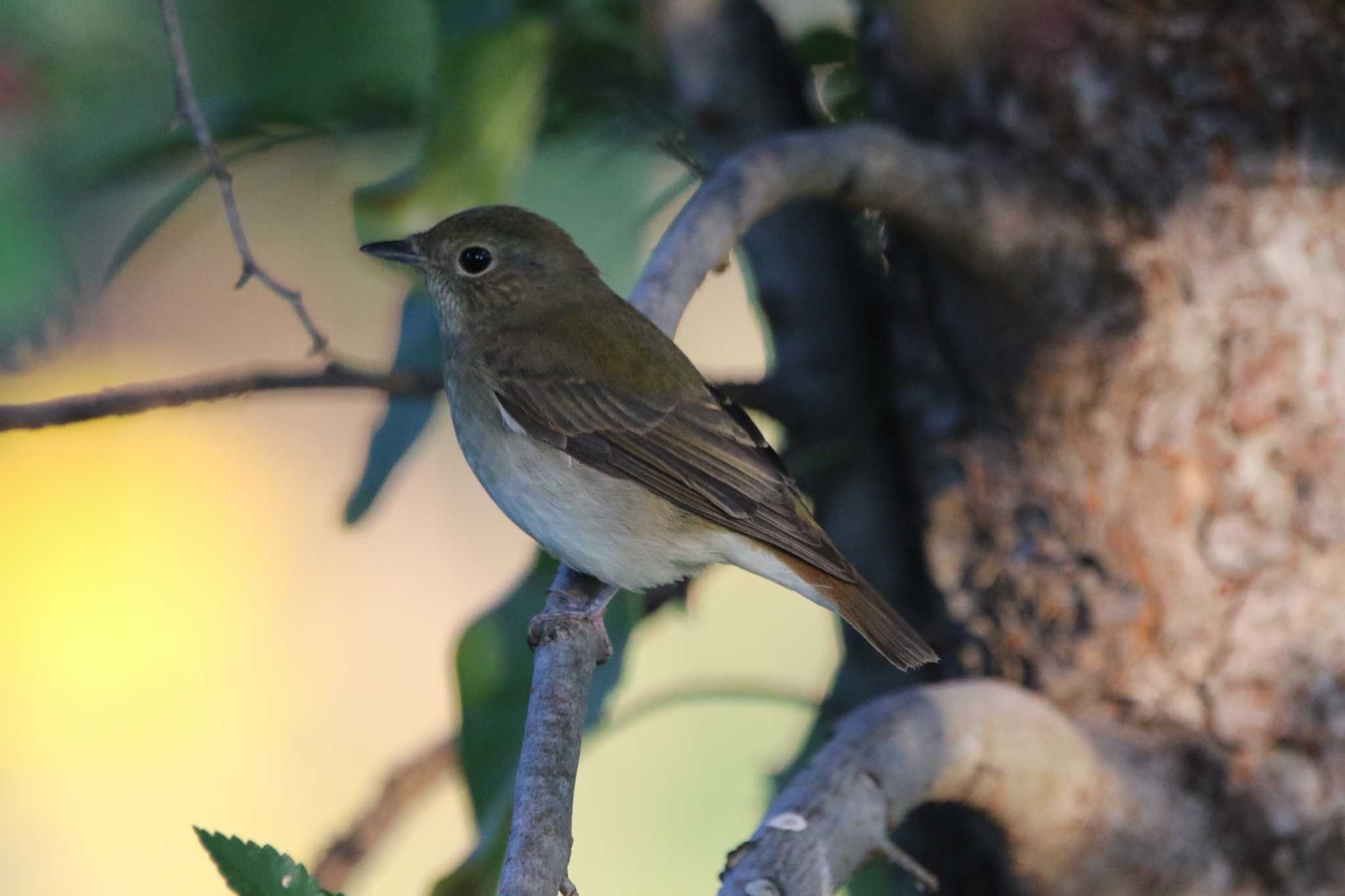 Dark-sided Flycatcher