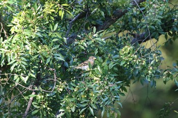 2020年10月21日(水) 大泉緑地の野鳥観察記録