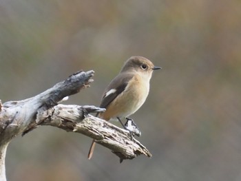 Daurian Redstart 愛知県民の森 Tue, 10/27/2020