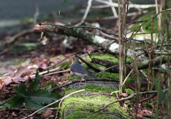 Siberian Blue Robin 山梨県 Thu, 8/25/2016