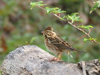 Rustic Bunting 愛知県民の森 Tue, 10/27/2020