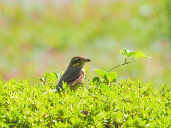 Bull-headed Shrike 愛知県民の森 Tue, 10/27/2020